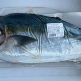 Yellowtail Hamachi Fillet Chilled 半條刺身級日本直送油甘魚 (冰鮮)